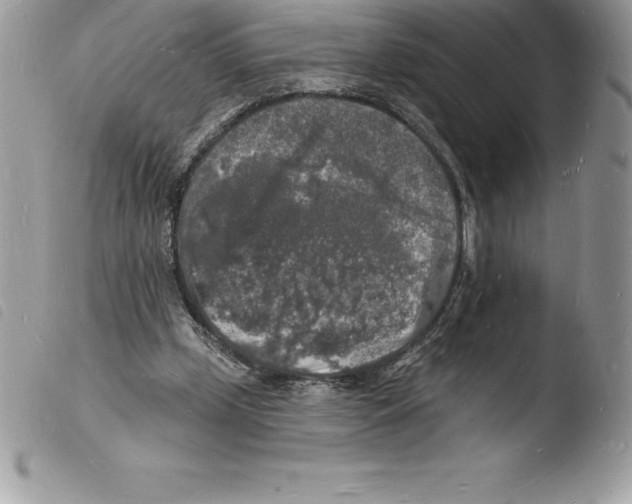 X0000103970249200810171932