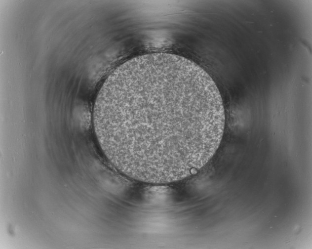 X0000103970324200810171931