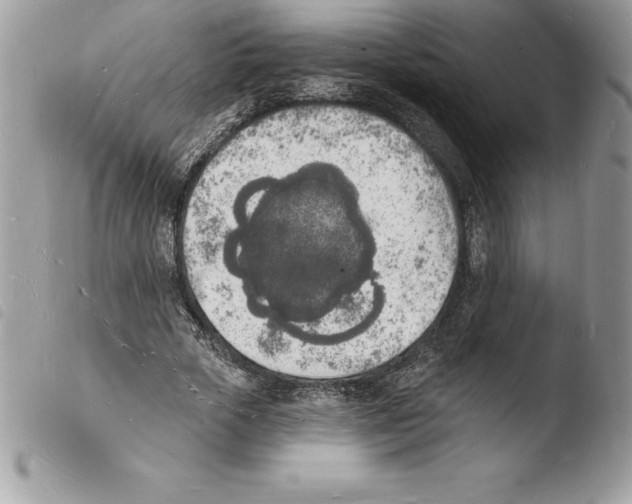 X0000103970729200810171924