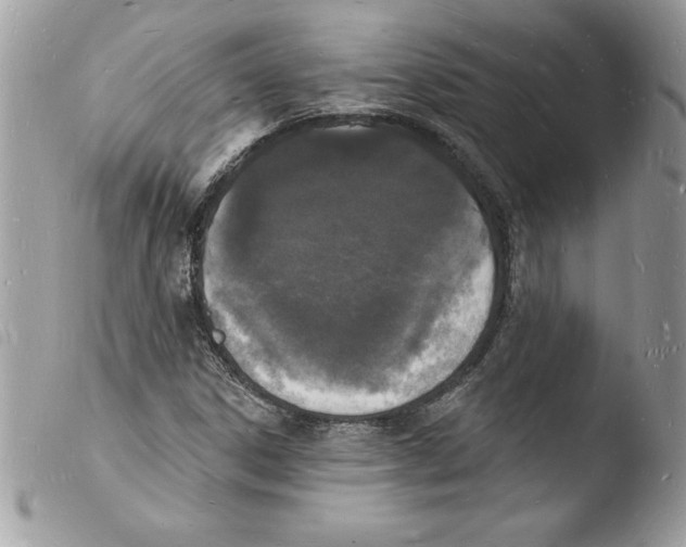 X0000103971306200810171915