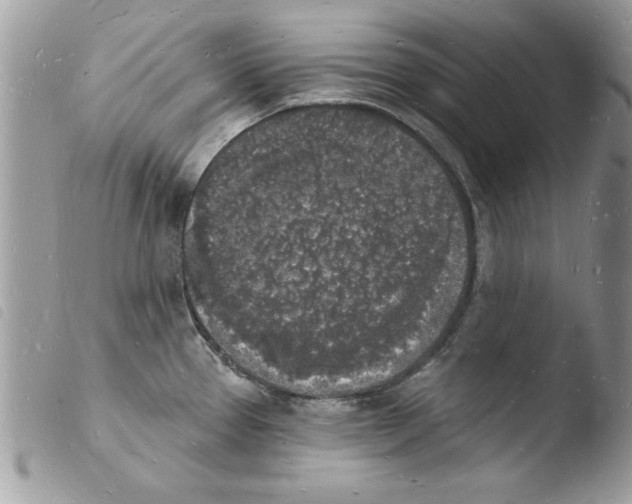 X0000103971337200810171916