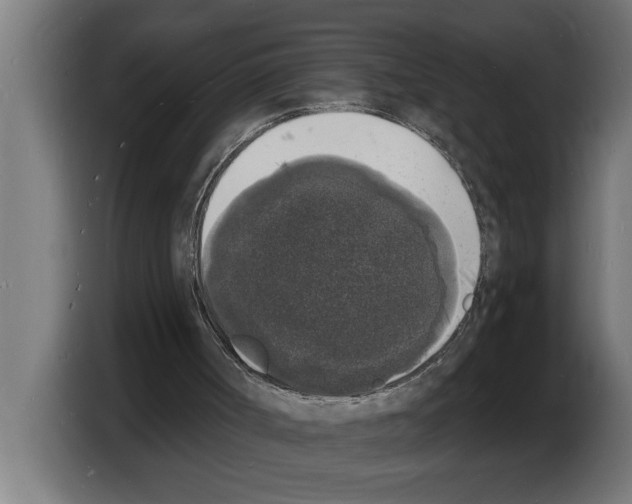 X0000103970002200810311534