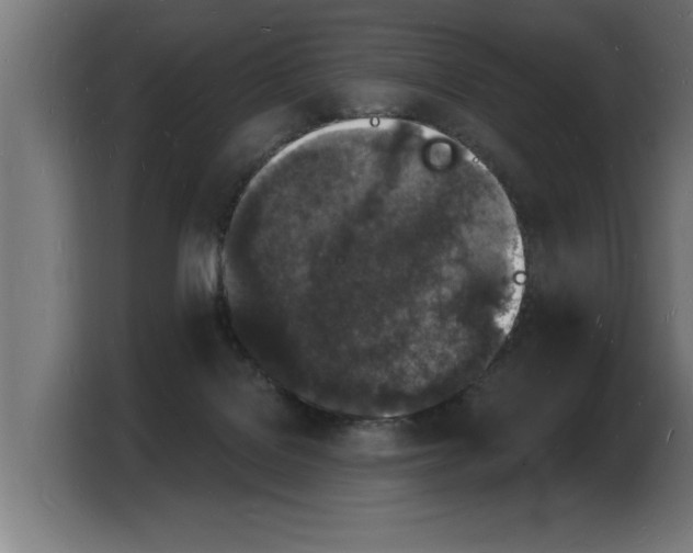 X0000103970076200810311533