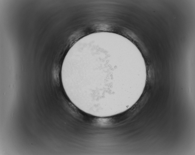 X0000103970265200810311530