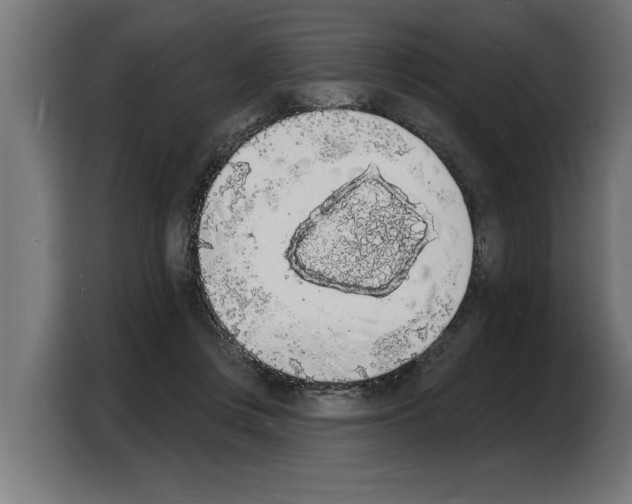 X0000103970359200810311529