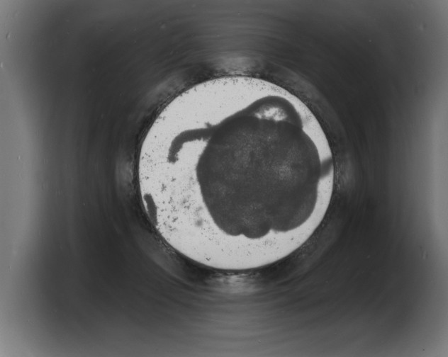X0000103970365200810311529