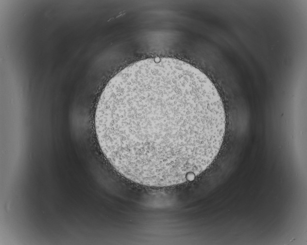 X0000103970516200810311527