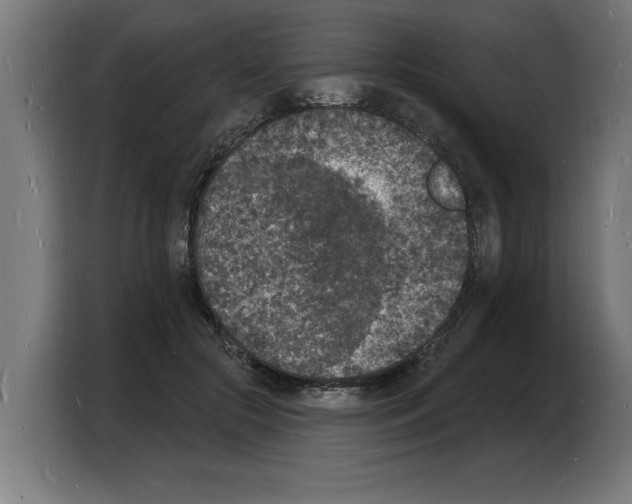 X0000103970553200810311526