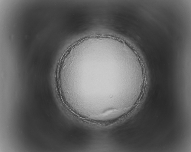 X0000103970583200810311526