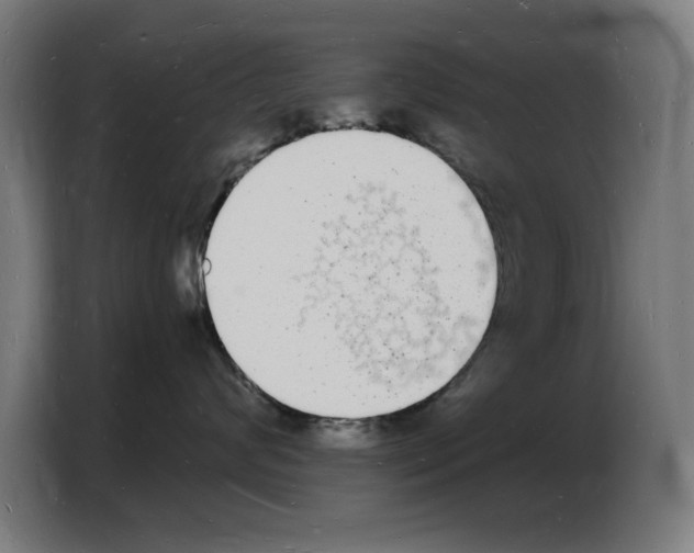 X0000103970624200810311526
