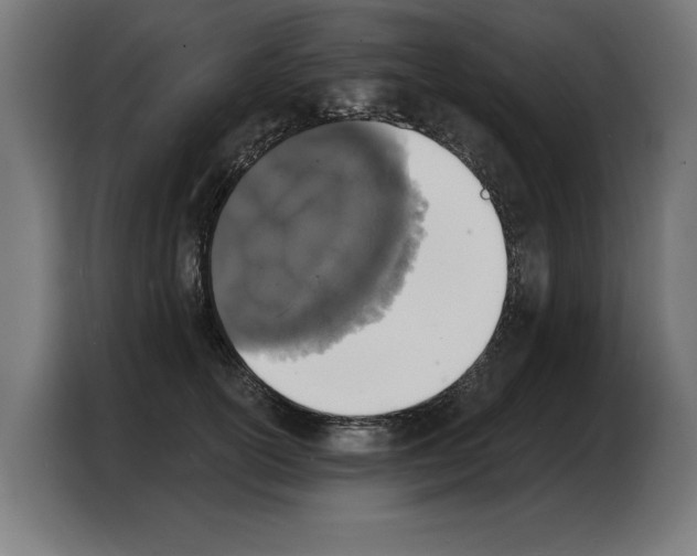 X0000103970754200810311524