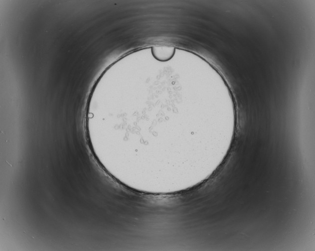 X0000103970949200810311522