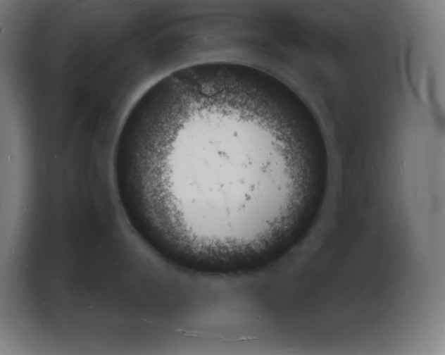 X0000103970960200810311522