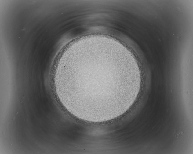 X0000103971068200810311520