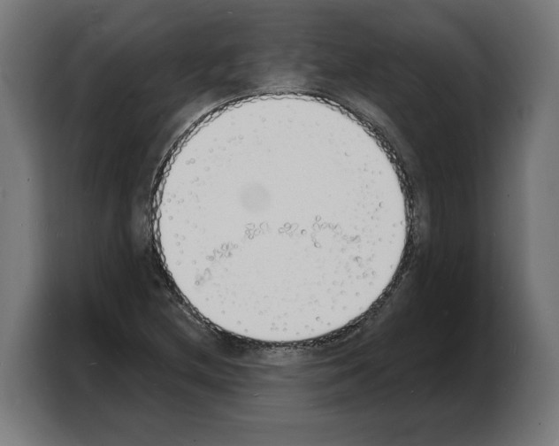 X0000103971212200810311518