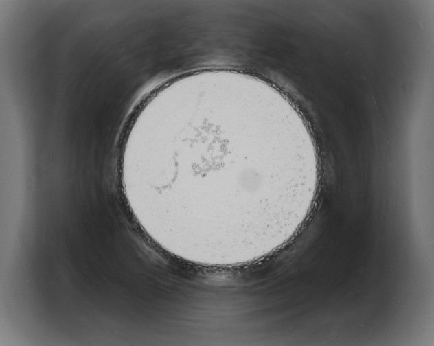 X0000103971222200810311518