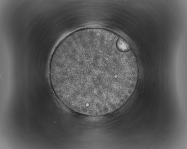 X0000103971240200810311518