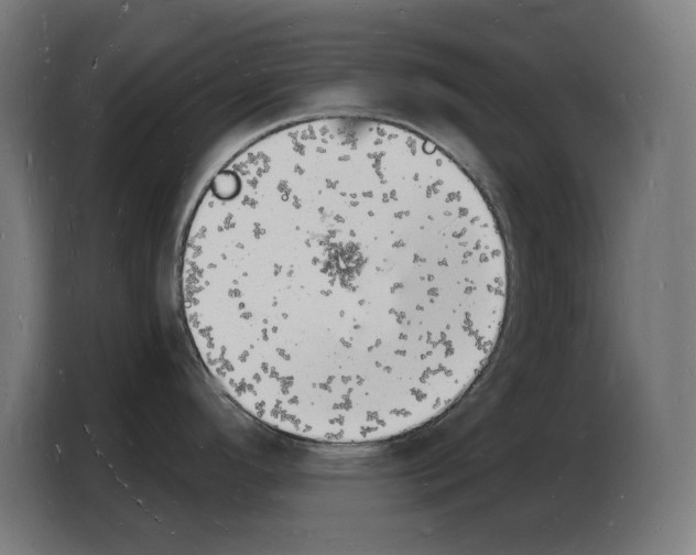 X0000103971296200810311517