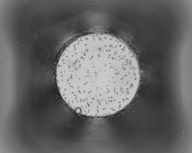 X0000103971304200810311516