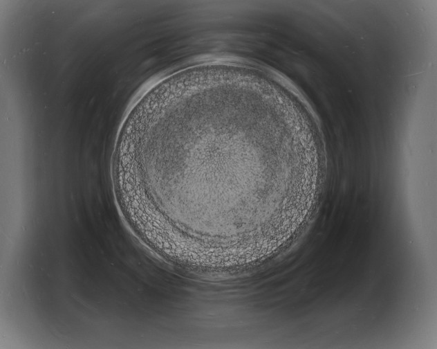 X0000103971338200810311517