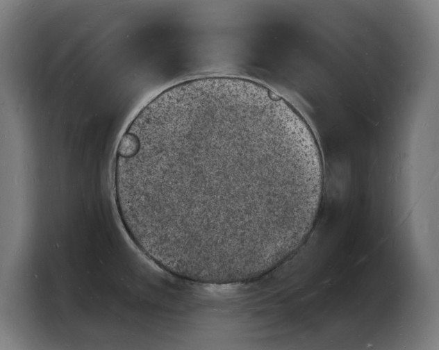 X0000103971389200810311516