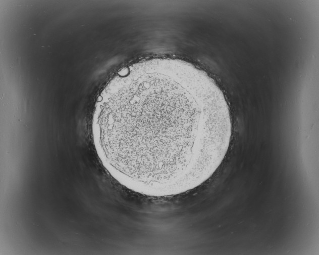 X0000103971398200810311515