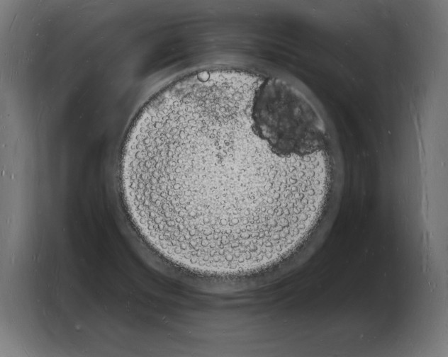 X0000103971420200810311515