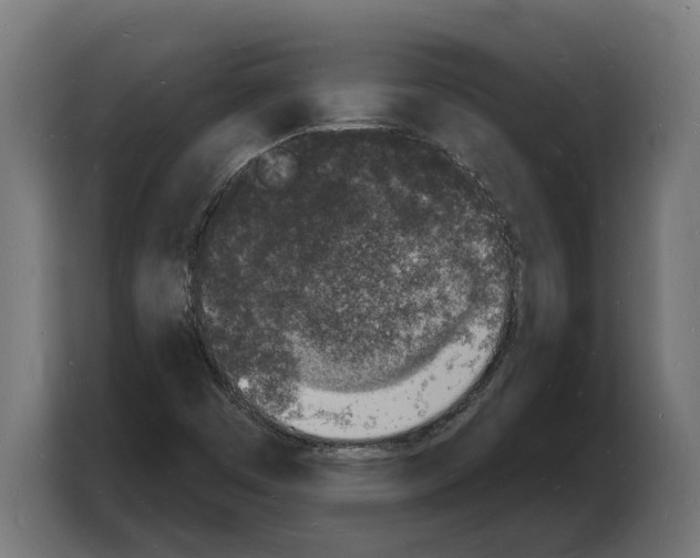 X0000103971449200810311515