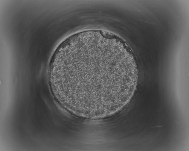 X0000103971519200810311514