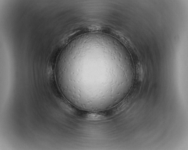 X0000110320614200905211528