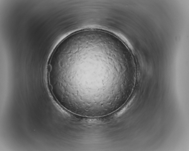 X0000110320903200905211524