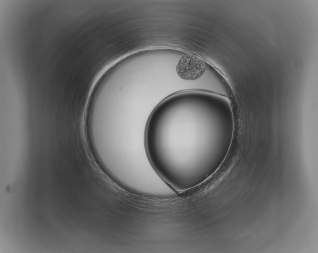 X0000110320928200905281629