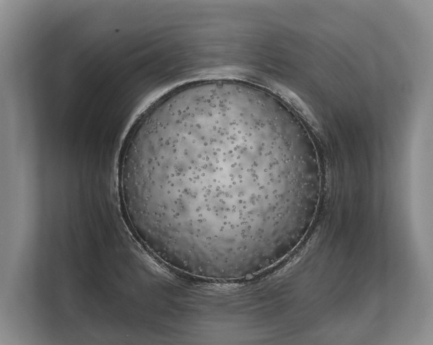 X0000110321184200905281626