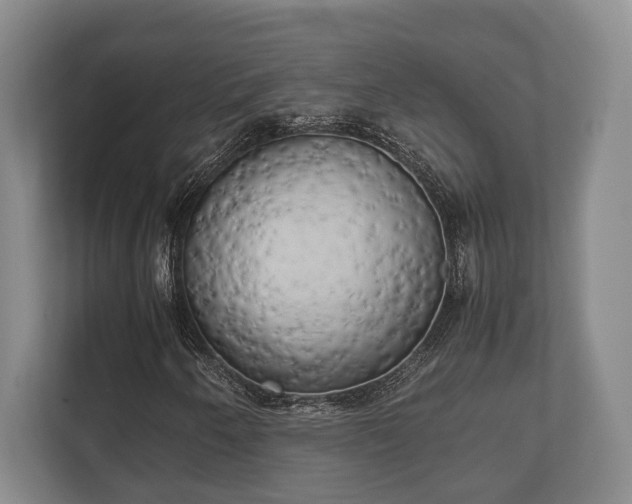 X0000110321250200905281625