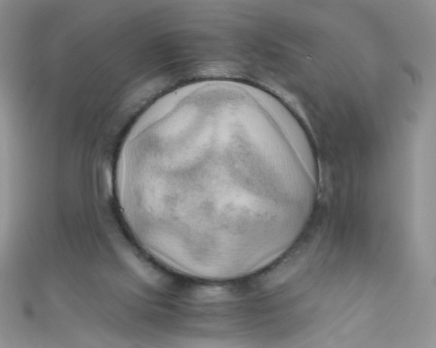 X0000110320061200906042052