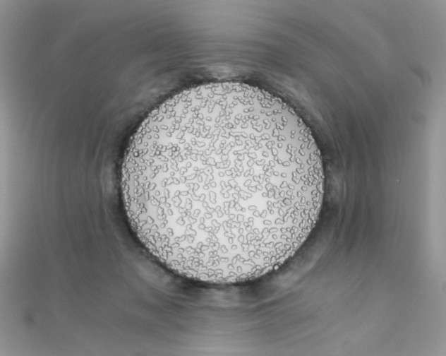 X0000110320317200906042049