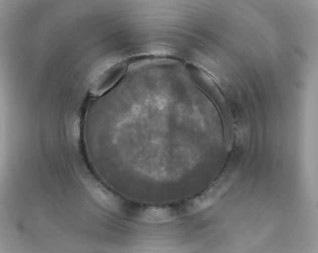 X0000110320350200906042048