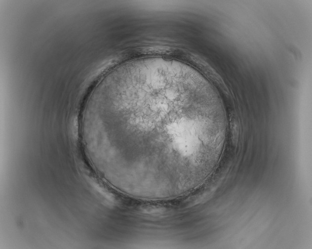 X0000110320729200906042043