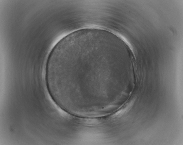 X0000110321007200906042040