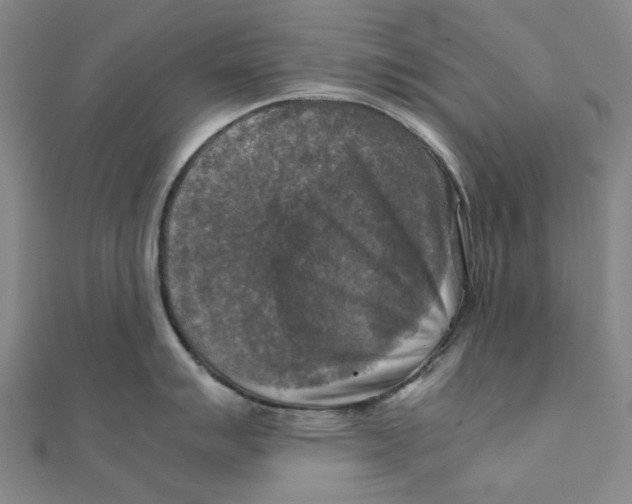 X0000110321007200906111449