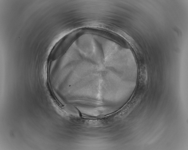 X0000110321128200906181818