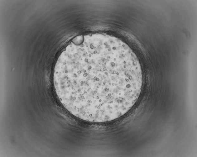 X0000110321217200906181816