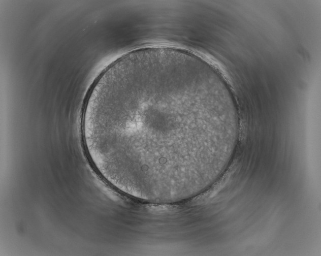 X0000110321231200906181817