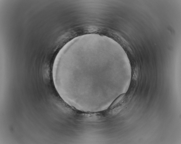 X0000110320524200907021204