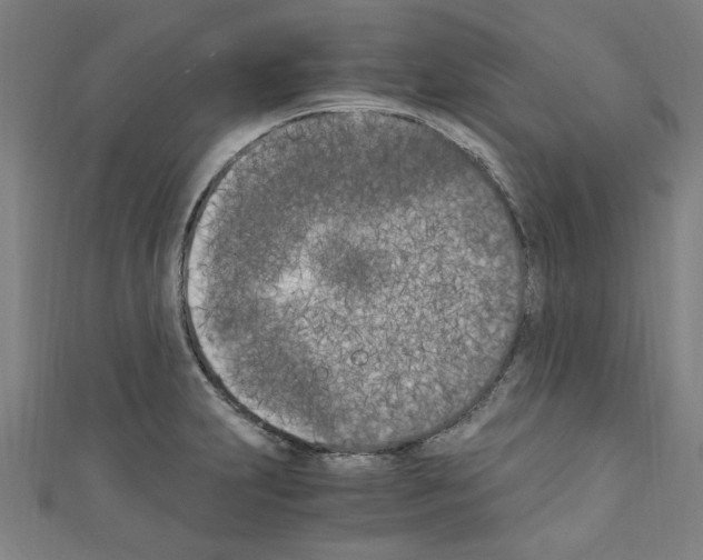 X0000110321231200907021154