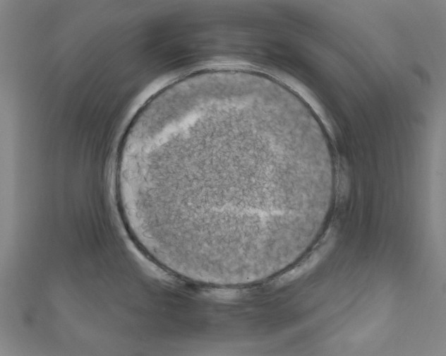 X0000110321245200907021155