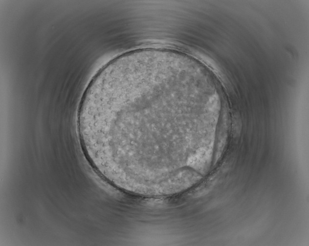 X0000110321283200907021154