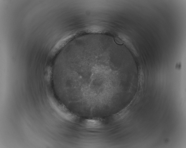 X0000110670167200906261305