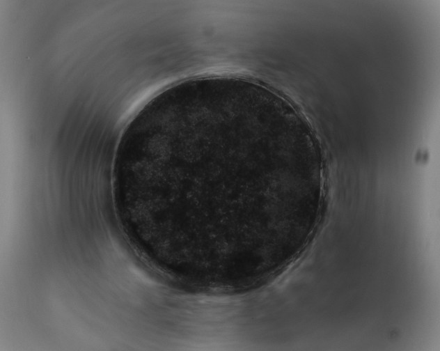 X0000110670196200906261305