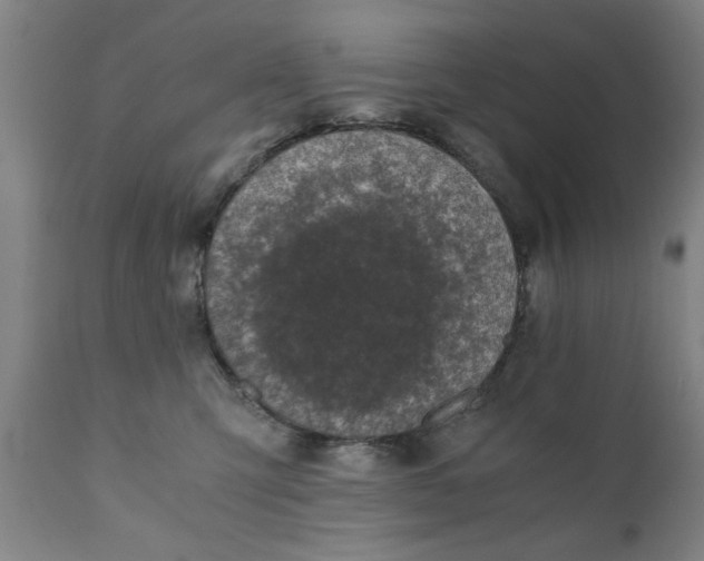 X0000110670423200906261301